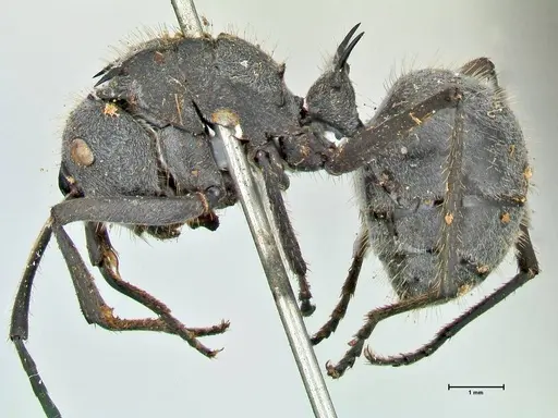 Polyrhachis schistacea - FOCOL2576