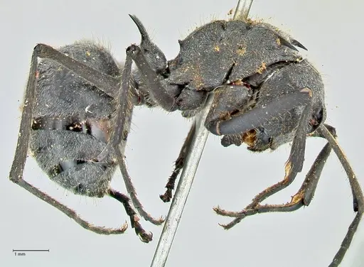 Polyrhachis schistacea - FOCOL2576