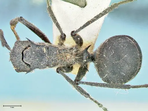 Polyrhachis schistacea - FOCOL2577