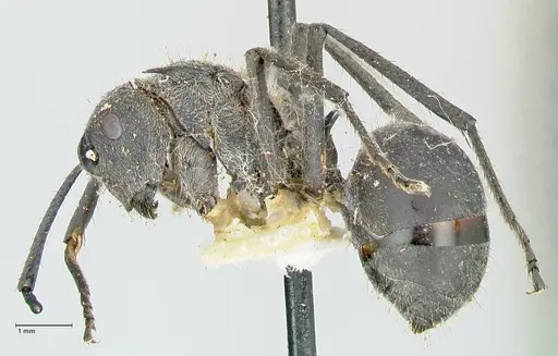 Polyrhachis schistacea - FOCOL2577