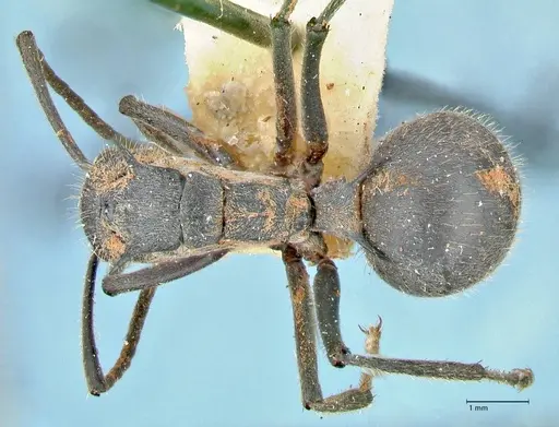 Polyrhachis schistacea - FOCOL2578