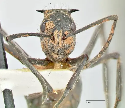 Polyrhachis schistacea - FOCOL2578