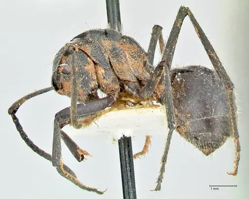 Polyrhachis schistacea - FOCOL2578