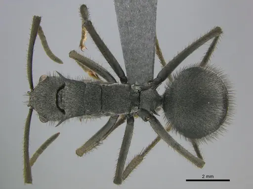 Polyrhachis schistacea - SAM-HYM-C002548