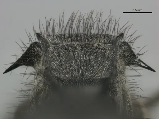 Polyrhachis schistacea - SAM-HYM-C002548