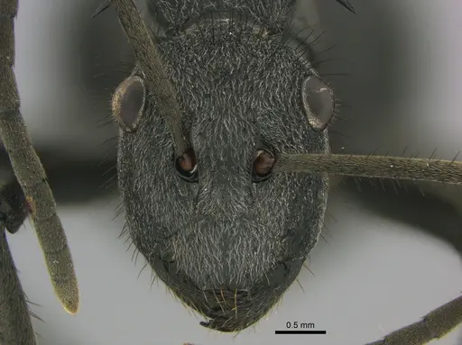 Polyrhachis schistacea - SAM-HYM-C002548