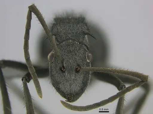 Polyrhachis schistacea - SAM-HYM-C002548