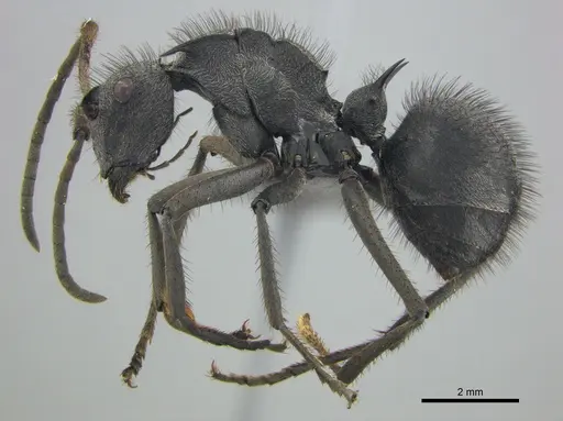 Polyrhachis schistacea - SAM-HYM-C002548