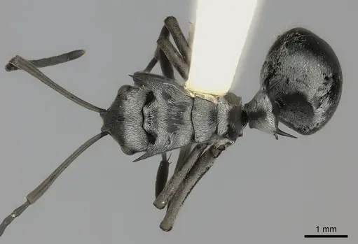 Polyrhachis schlueteri specimen