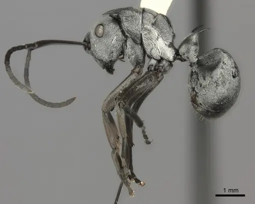 Polyrhachis schlueteri specimen