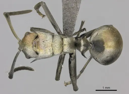 Polyrhachis schlueteri - CASENT0235676