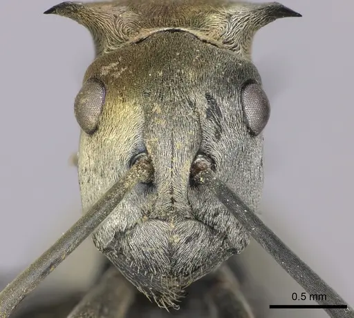 Polyrhachis schlueteri - CASENT0235676