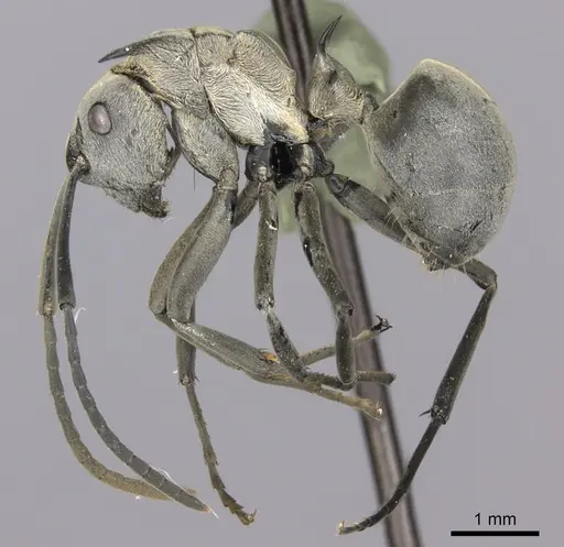 Polyrhachis schlueteri - CASENT0235676