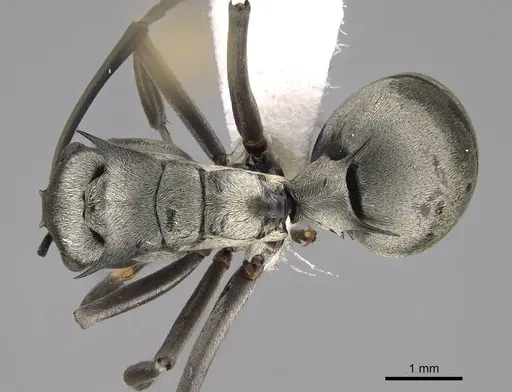 Polyrhachis schlueteri - CASENT0281455