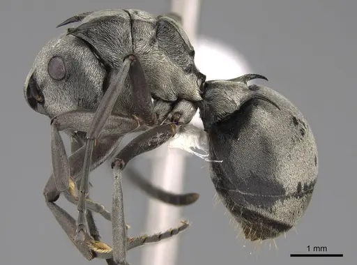 Polyrhachis schlueteri - CASENT0281455