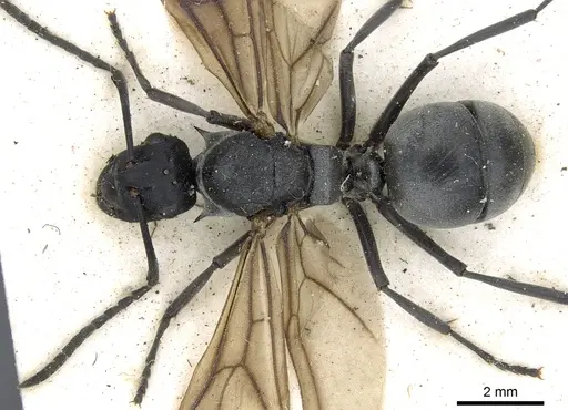 Polyrhachis schlueteri - CASENT0903458