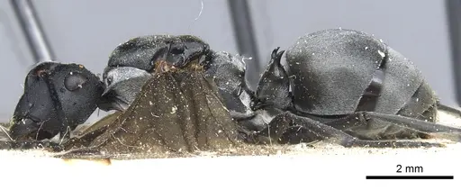 Polyrhachis schlueteri - CASENT0903458