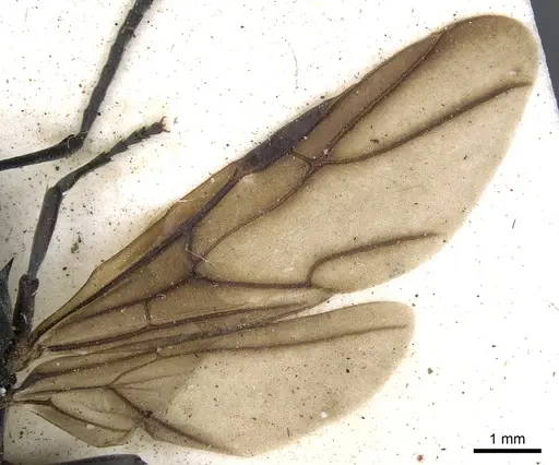 Polyrhachis schlueteri - CASENT0903458