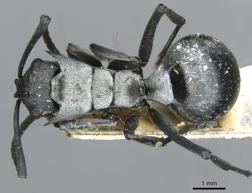 Polyrhachis schlueteri - CASENT0910913