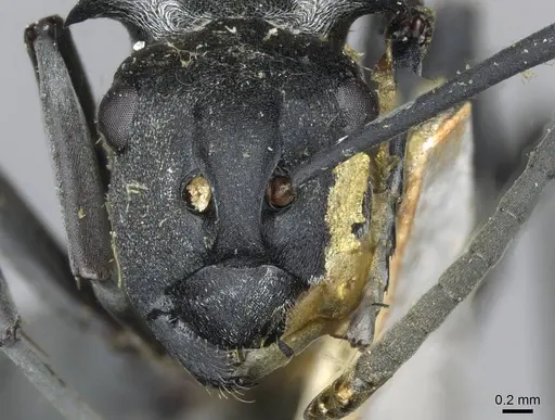 Polyrhachis schlueteri - CASENT0910913