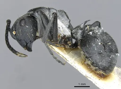 Polyrhachis schlueteri - CASENT0910913