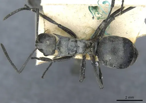 Polyrhachis schlueteri - CASENT0910914