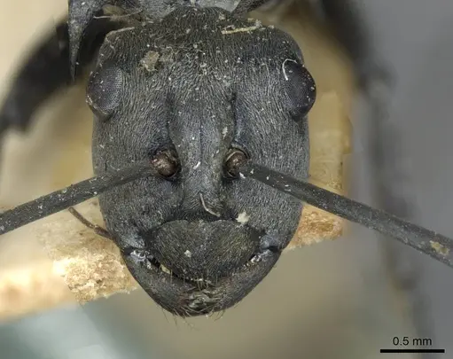 Polyrhachis schlueteri - CASENT0910914