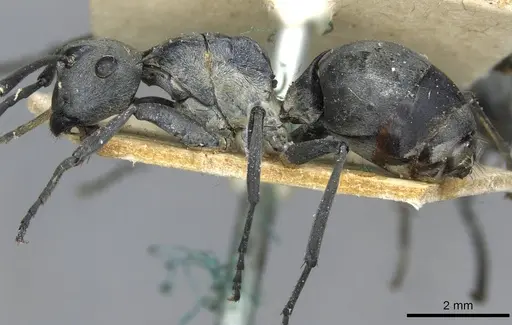 Polyrhachis schlueteri - CASENT0910914