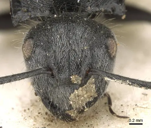 Polyrhachis schoopae specimen