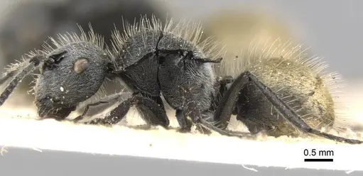 Polyrhachis schoopae specimen