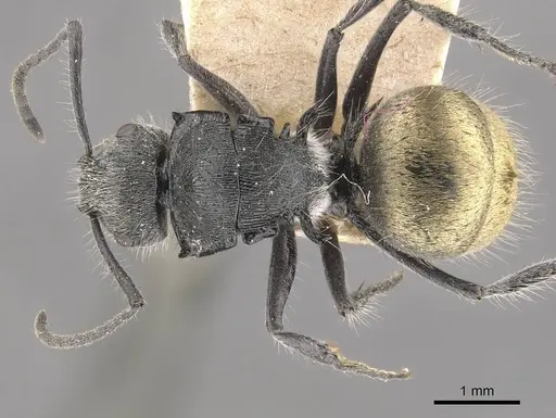Polyrhachis schoopae - CASENT0910815
