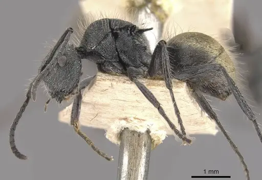 Polyrhachis schoopae - CASENT0910815