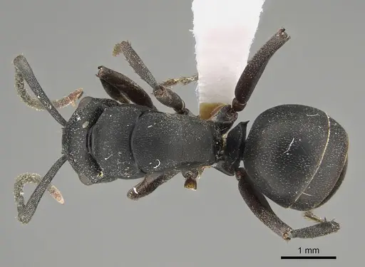 Polyrhachis schwiedlandi specimen