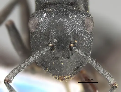Polyrhachis schwiedlandi specimen