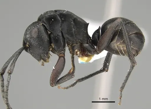 Polyrhachis schwiedlandi specimen