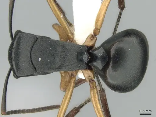 Polyrhachis schwiedlandi - CASENT0906564