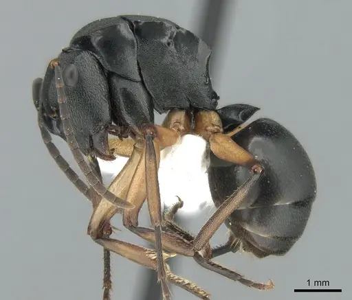 Polyrhachis schwiedlandi - CASENT0906564