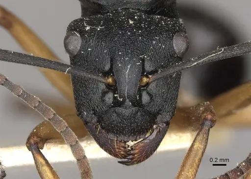 Polyrhachis schwiedlandi - CASENT0910779