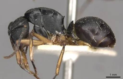 Polyrhachis schwiedlandi - CASENT0910779