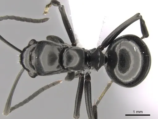 Polyrhachis scissa specimen