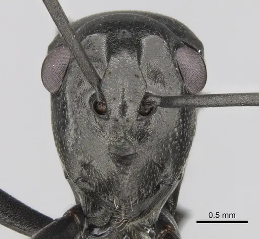 Polyrhachis scissa specimen