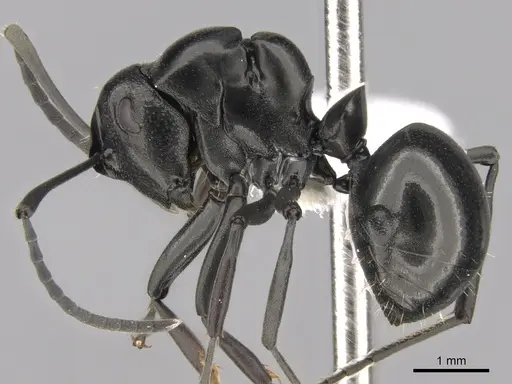 Polyrhachis scissa specimen