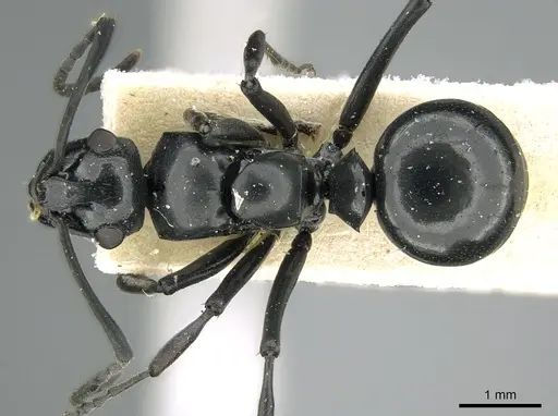 Polyrhachis scissa - CASENT0906578