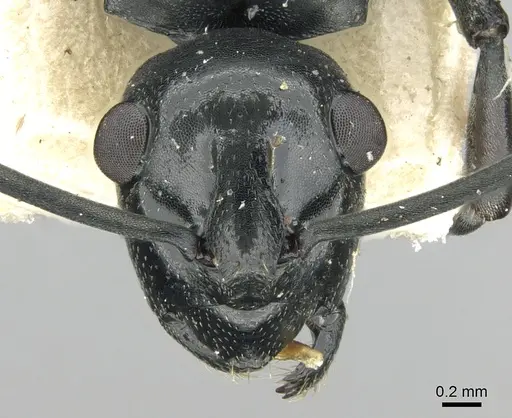 Polyrhachis scissa - CASENT0906578