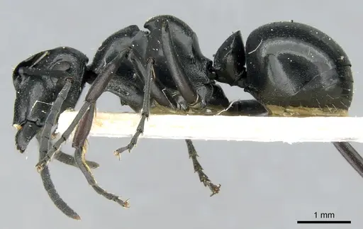 Polyrhachis scissa - CASENT0906578