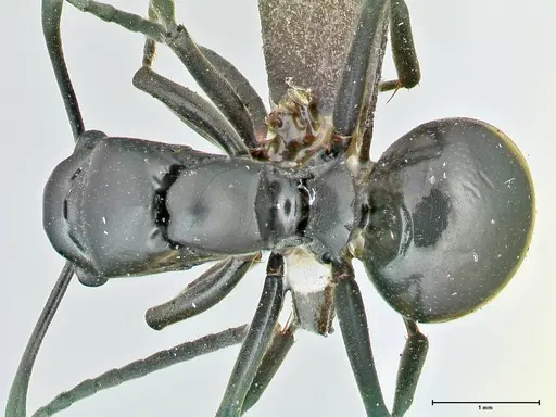 Polyrhachis scissa - FOCOL2556