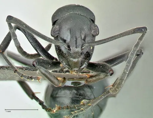 Polyrhachis scissa - FOCOL2556