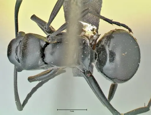 Polyrhachis scissa - FOCOL2557