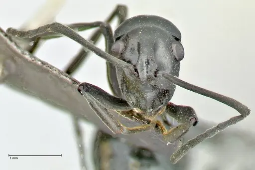 Polyrhachis scissa - FOCOL2557