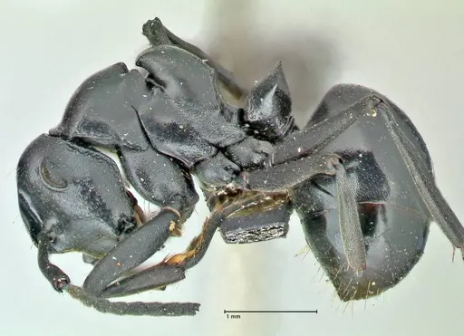 Polyrhachis scissa - FOCOL2557
